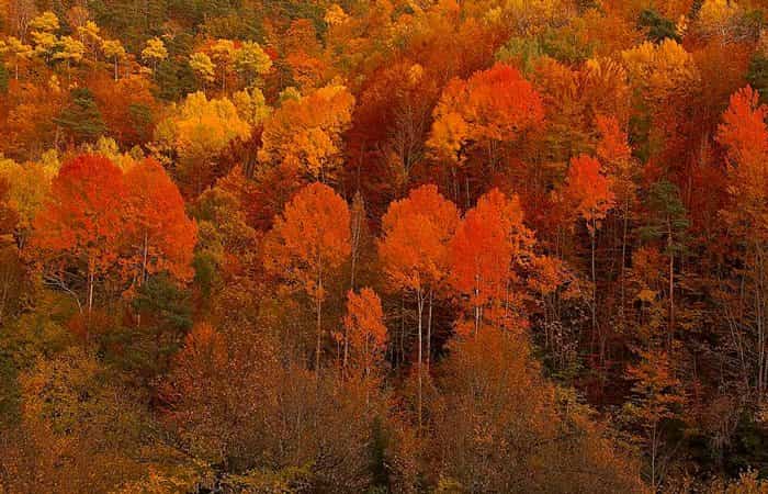 selva-irati-otono - 
