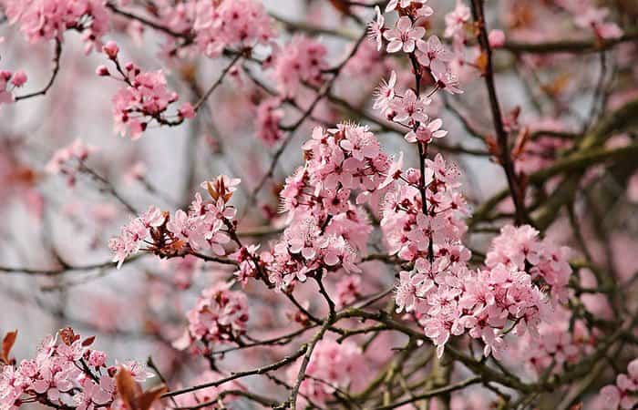 almendrosenflor - 