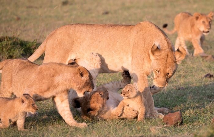 Copiemos a los animales, con reglas de respeto y protección para todos