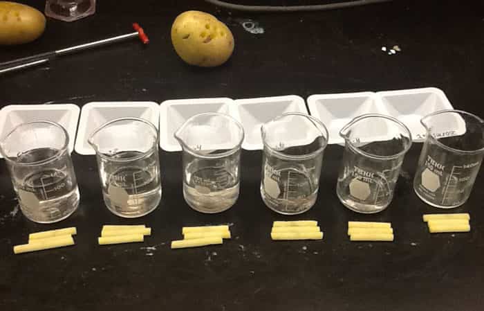 ¿Cómo se alimentan las plantas? Descúbrelo con este experimento
