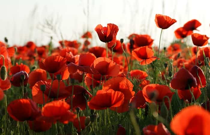 8 Campos de flores en España increíbles para ir en primavera