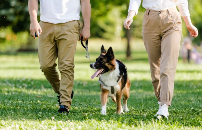 Cómo resolver el problema de la mascota familiar tras un divorcio o una separación