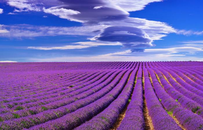 Los 8 campos de lavanda más bonitos de España