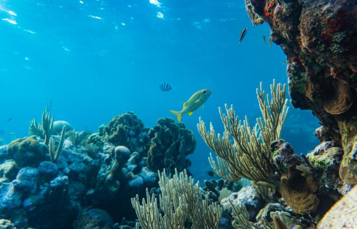 Los arrecifes de coral más impresionantes de España