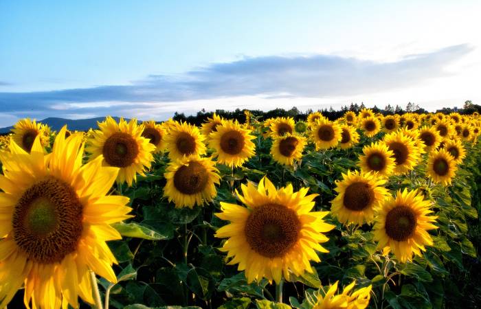 Los 10 mejores campos de girasoles de España