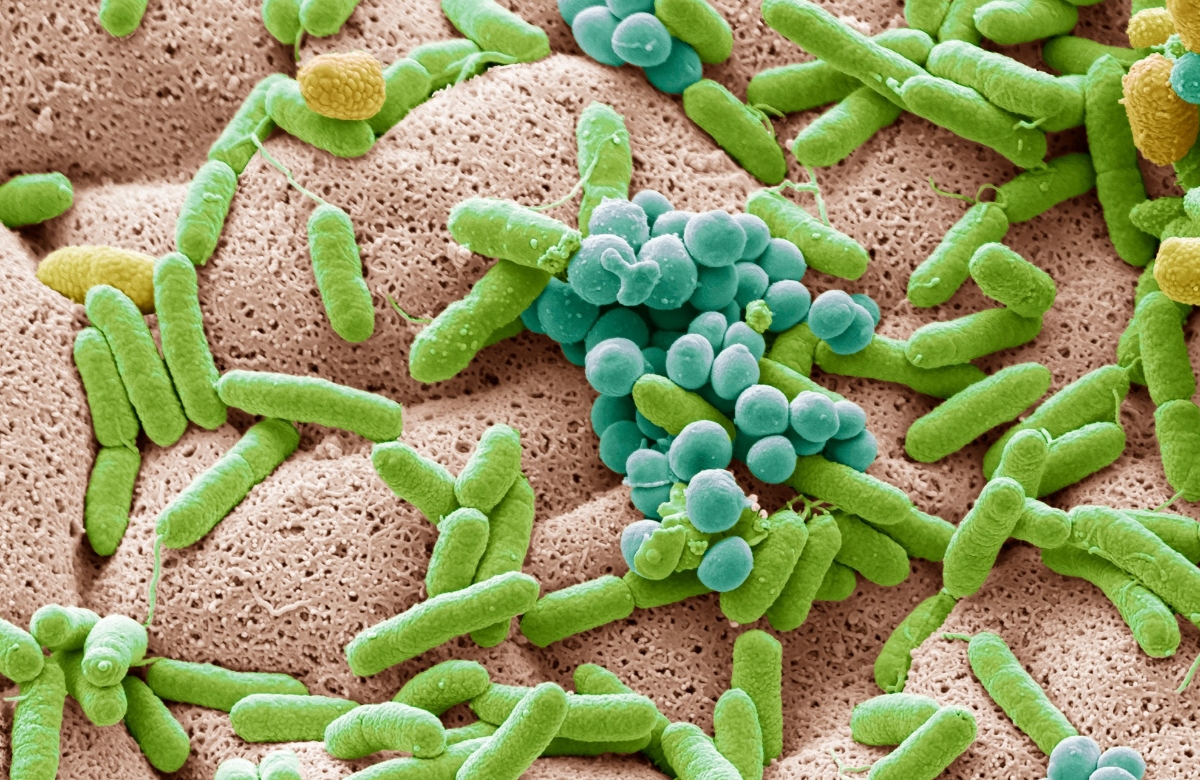 Detectan biomarcadores microbianos alterados en la microbiota intestinal de niños con autismo