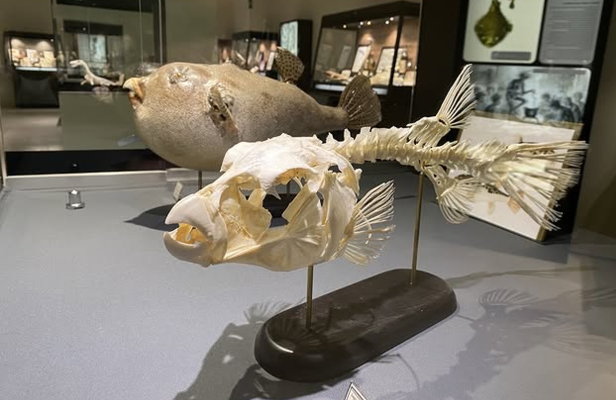 Exposición: Veneno que cura, veneno que mata